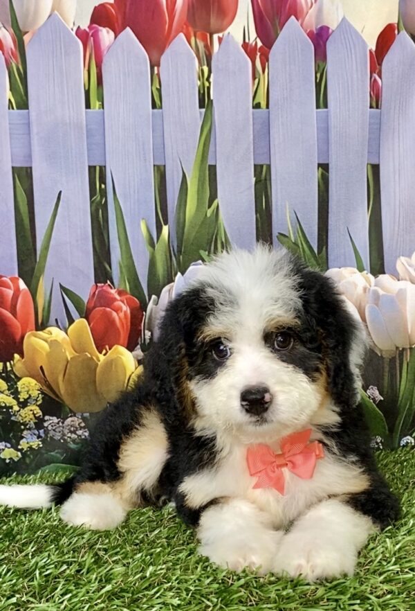 Photo of Ms. Bella the Mini-Bernedoodle puppy