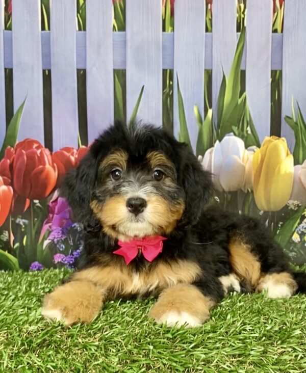 Ms. Buttons the Mini-Bernedoodle puppy
