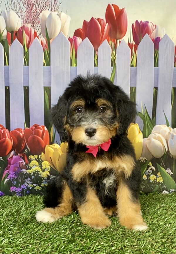 Ms. Buttons the Mini-Bernedoodle puppy