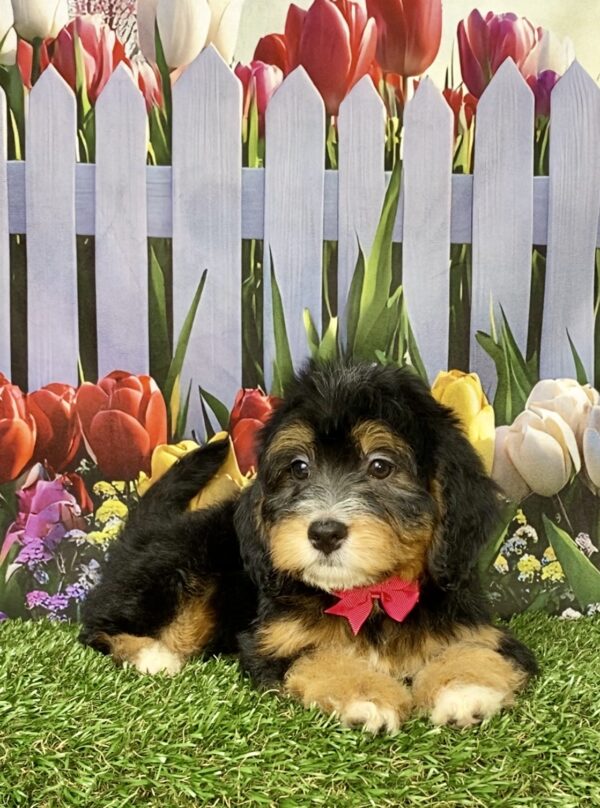 Photo of Ms. Buttons the Mini-Bernedoodle puppy