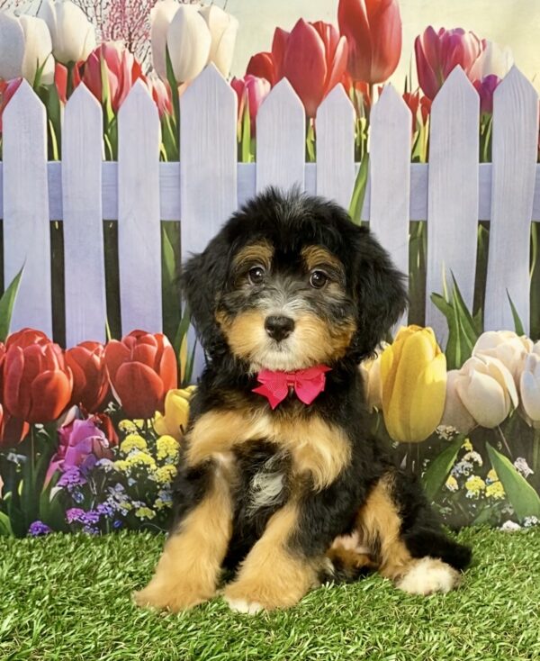 Photo of Ms. Buttons the Mini-Bernedoodle puppy