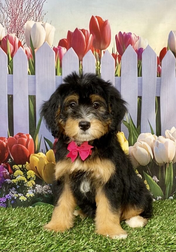 Photo of Ms. Buttons the Mini-Bernedoodle puppy