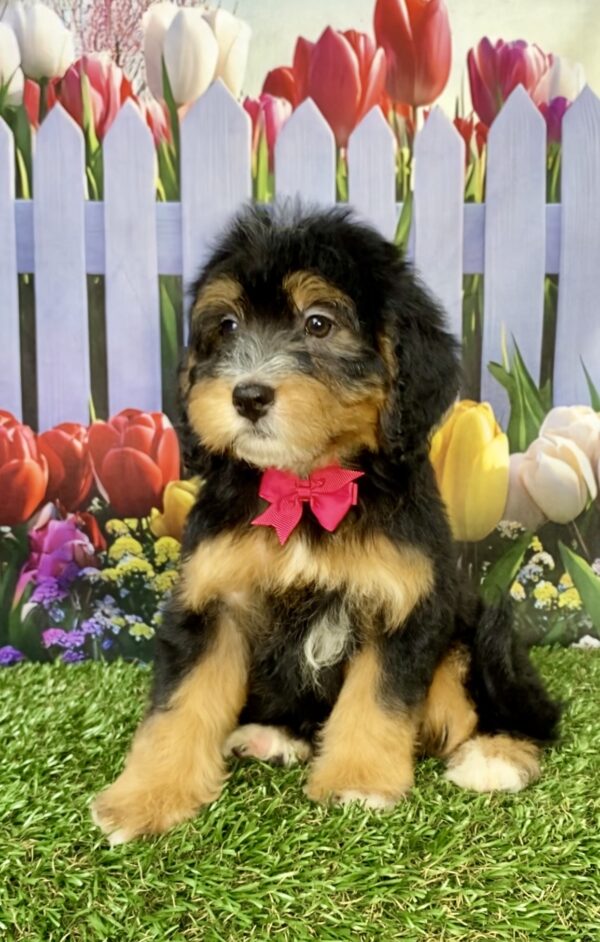 Photo of Ms. Buttons the Mini-Bernedoodle puppy