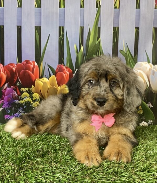Ms. Candy the F1B Micro Mini-Bernedoodle puppy