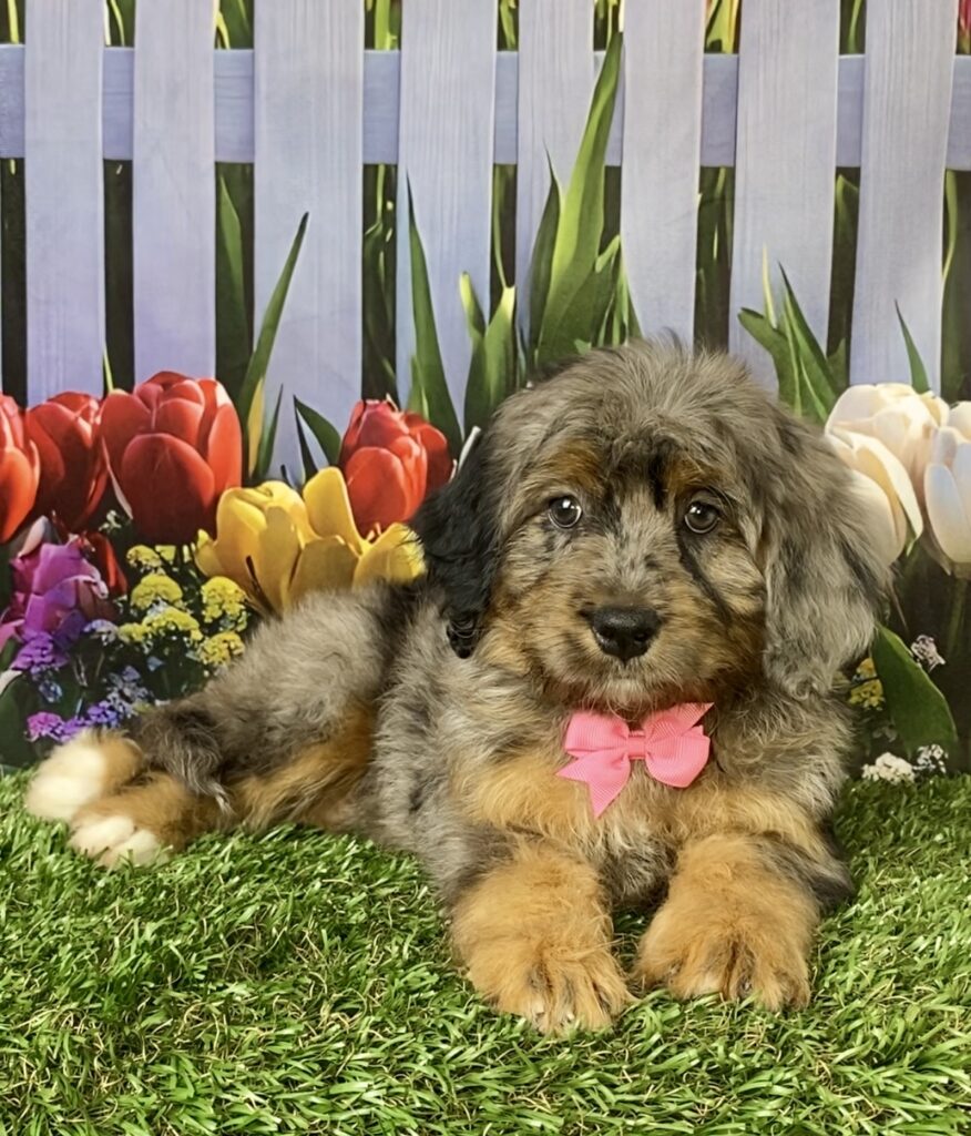 Photo of Ms. Candy the F1B Micro Mini-Bernedoodle puppy