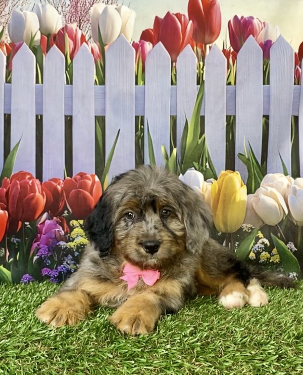 Photo of Ms. Candy the F1B Micro Mini-Bernedoodle puppy