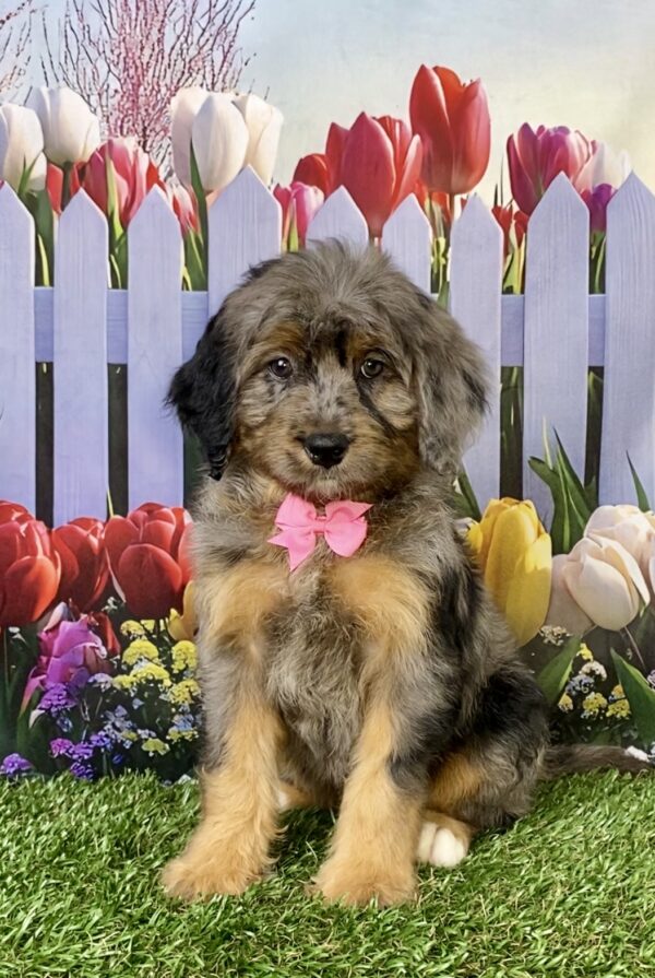 Photo of Ms. Candy the F1B Micro Mini-Bernedoodle puppy