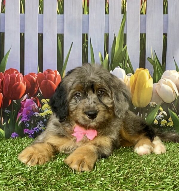 Photo of Ms. Candy the F1B Micro Mini-Bernedoodle puppy