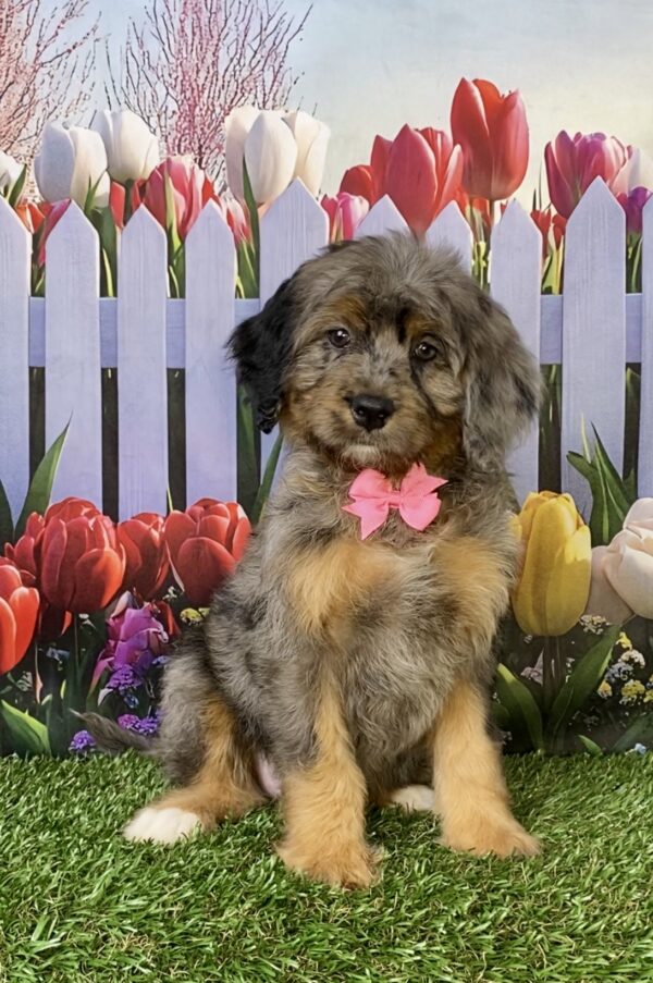 Photo of Ms. Candy the F1B Micro Mini-Bernedoodle puppy