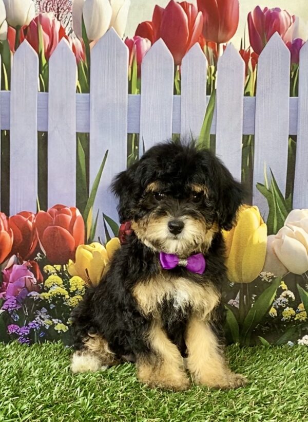 Ms. Chia the F1B Micro Mini-Bernedoodle puppy