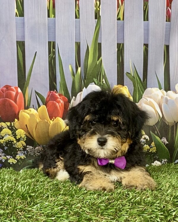 Photo of Ms. Chia the F1B Micro Mini-Bernedoodle puppy