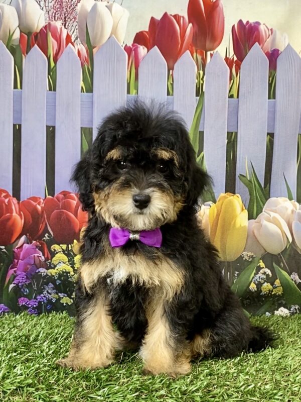 Photo of Ms. Chia the F1B Micro Mini-Bernedoodle puppy