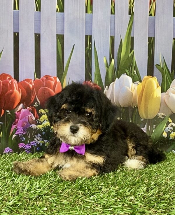 Photo of Ms. Chia the F1B Micro Mini-Bernedoodle puppy