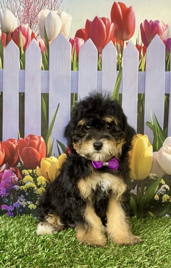 Photo of Ms. Chia the F1B Micro Mini-Bernedoodle puppy