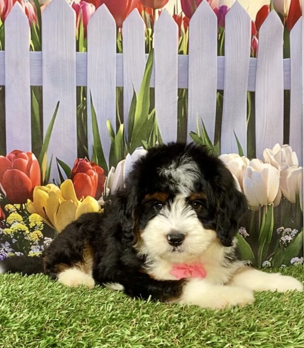 Photo of Ms. Daffodil the Mini-Bernedoodle puppy