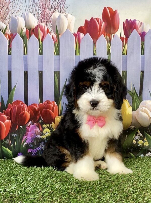Photo of Ms. Daffodil the Mini-Bernedoodle puppy