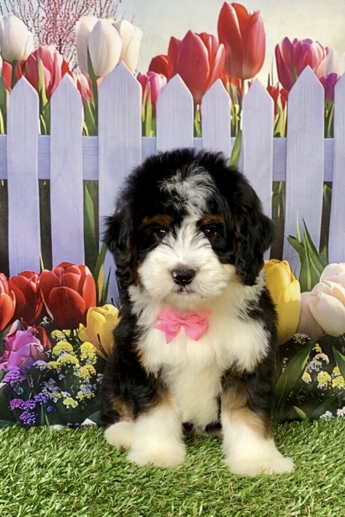 Photo of Ms. Daffodil the Mini-Bernedoodle puppy