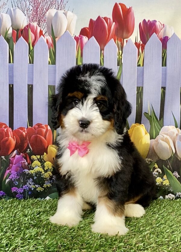 Photo of Ms. Daffodil the Mini-Bernedoodle puppy