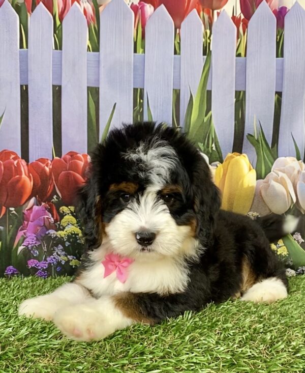 Photo of Ms. Daffodil the Mini-Bernedoodle puppy