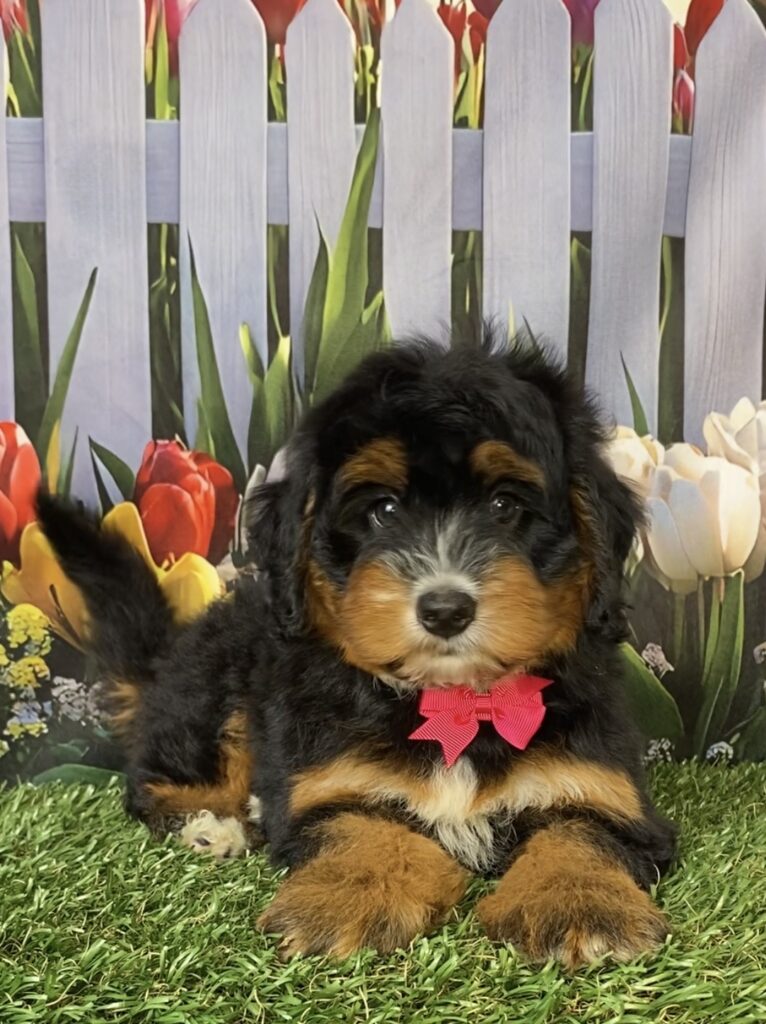 Photo of Ms. Daisy the Mini-Bernedoodle puppy