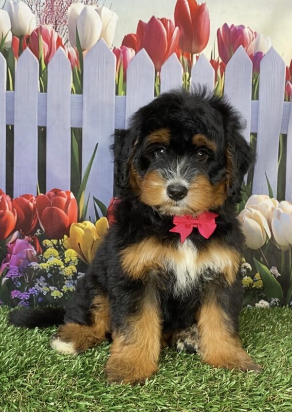 Photo of Ms. Daisy the Mini-Bernedoodle puppy