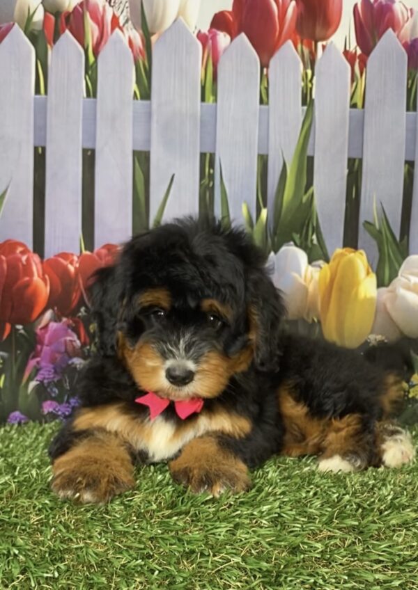 Photo of Ms. Daisy the Mini-Bernedoodle puppy