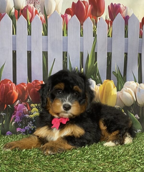 Photo of Ms. Daisy the Mini-Bernedoodle puppy