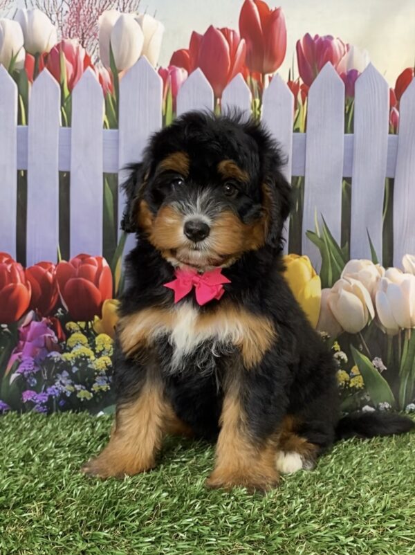 Photo of Ms. Daisy the Mini-Bernedoodle puppy