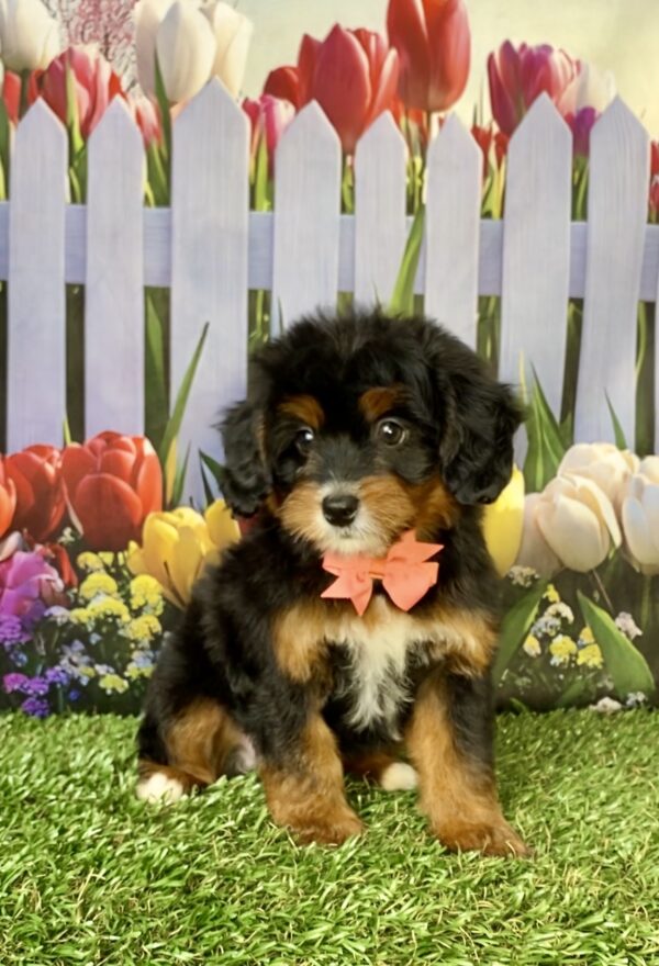 Ms. Dandelion the  Mini-Bernedoodle puppy