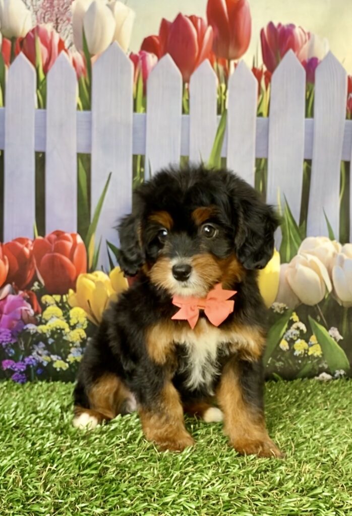 Photo of Ms. Dandelion the Mini-Bernedoodle puppy