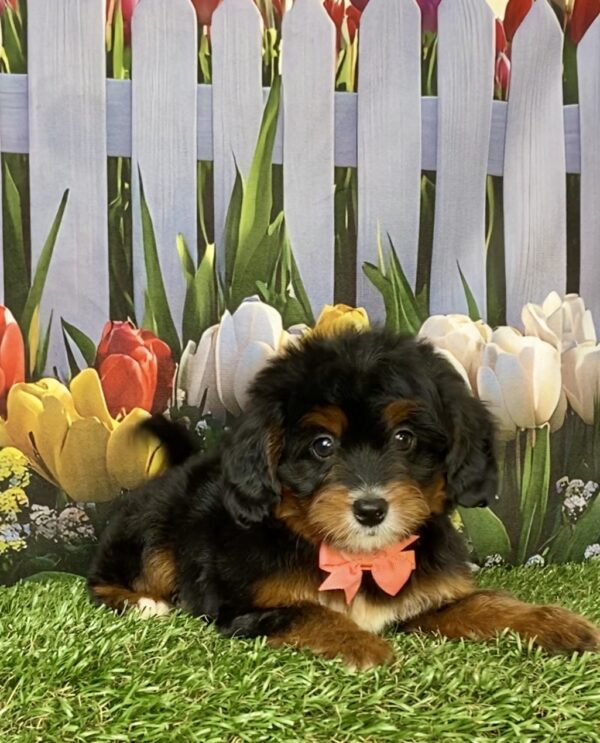 Photo of Ms. Dandelion the Mini-Bernedoodle puppy