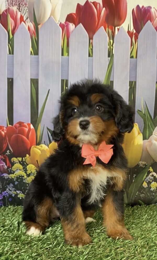 Photo of Ms. Dandelion the Mini-Bernedoodle puppy