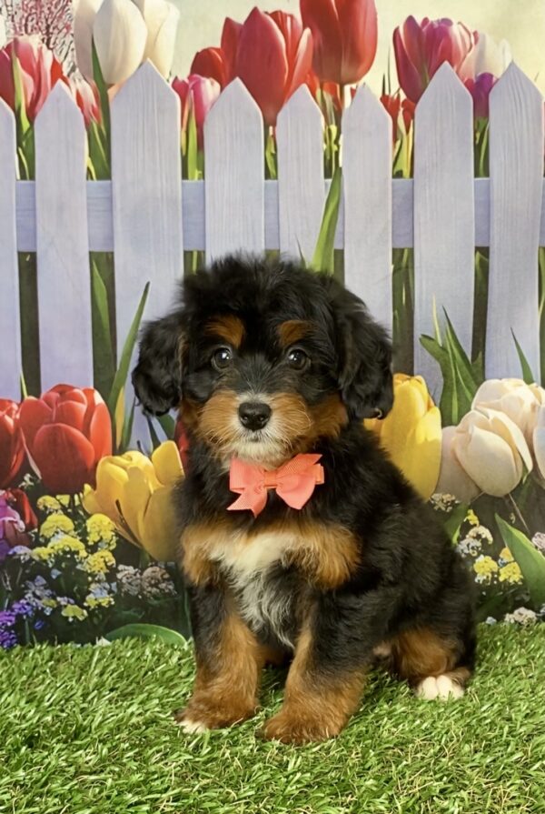 Photo of Ms. Dandelion the Mini-Bernedoodle puppy