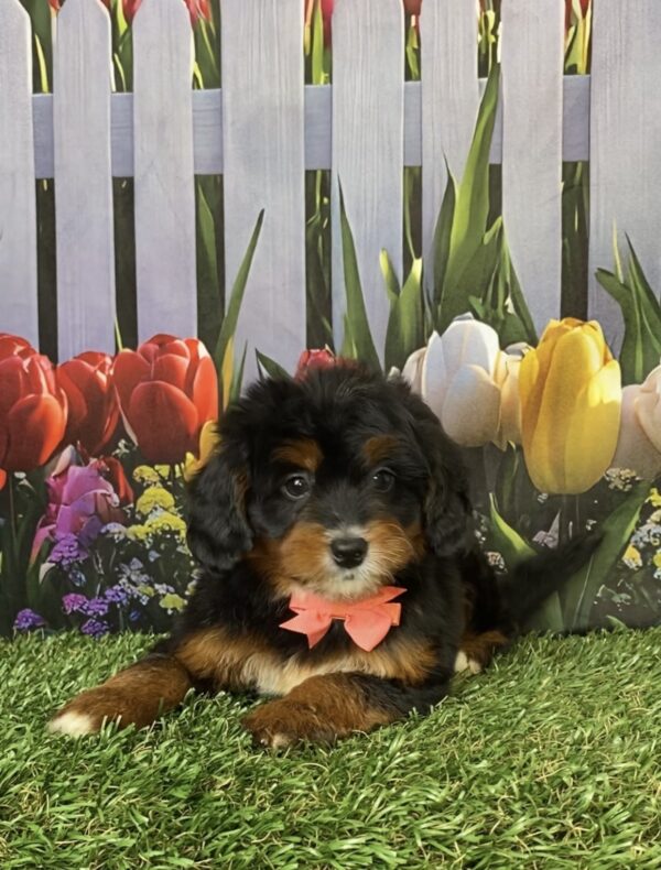 Photo of Ms. Dandelion the Mini-Bernedoodle puppy
