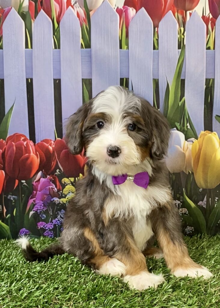 Photo of Ms. Skittles the F2 Mini-Bernedoodle puppy