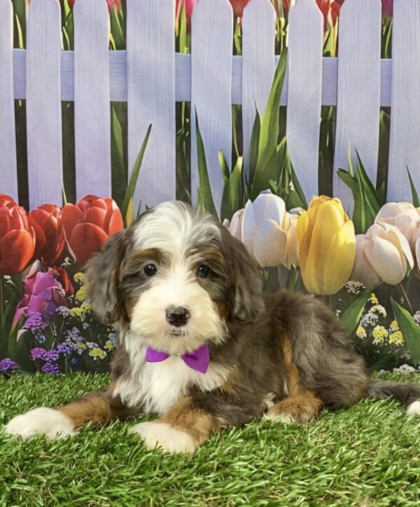 Photo of Ms. Skittles the F2 Mini-Bernedoodle puppy