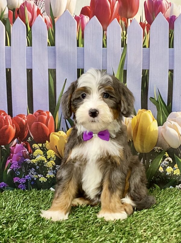 Photo of Ms. Skittles the F2 Mini-Bernedoodle puppy
