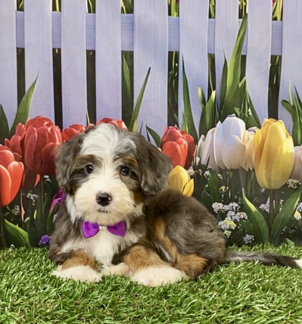 Photo of Ms. Skittles the F2 Mini-Bernedoodle puppy