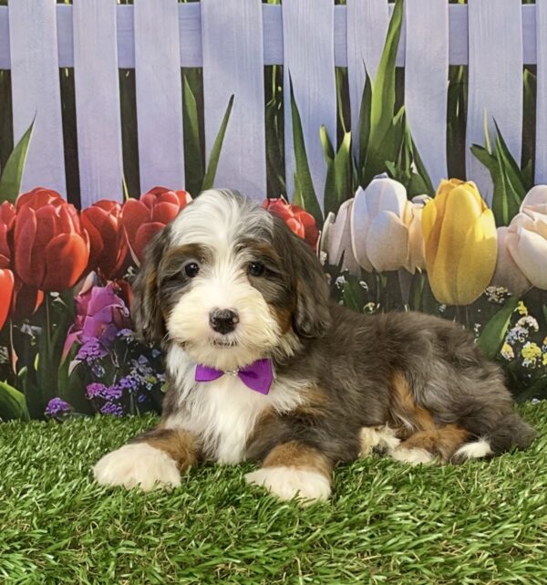 Photo of Ms. Skittles the F2 Mini-Bernedoodle puppy