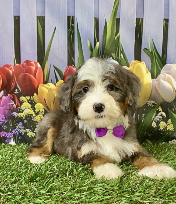 Photo of Ms. Skittles the F2 Mini-Bernedoodle puppy