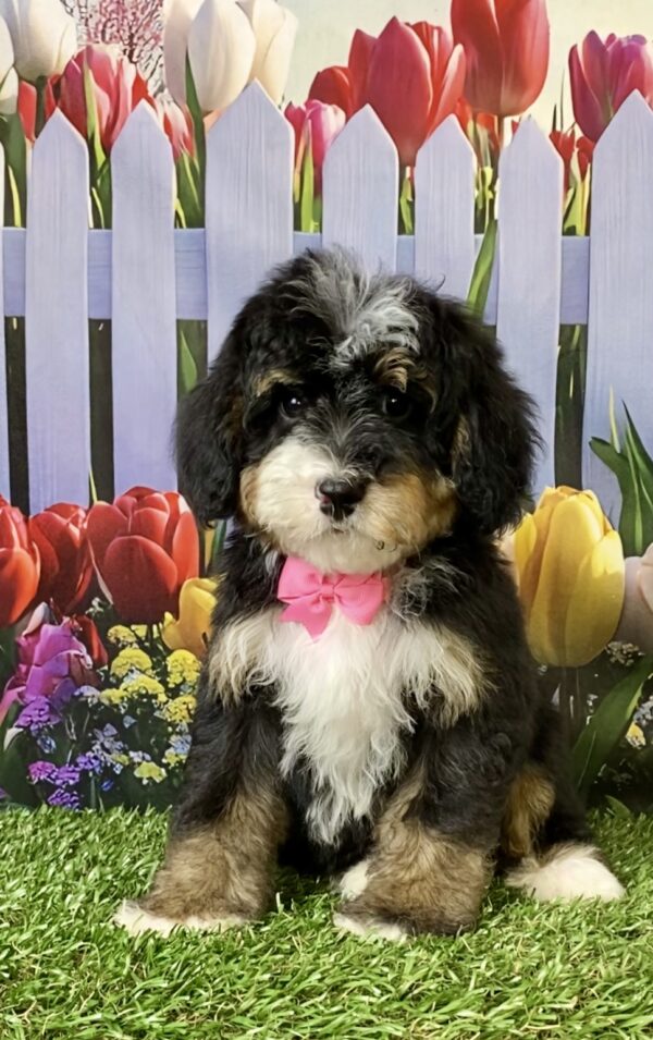 Ms. Sweetie  the F2 Mini-Bernedoodle puppy
