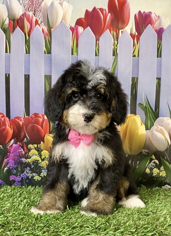 Photo of Ms. Sweetie the F2 Mini-Bernedoodle puppy