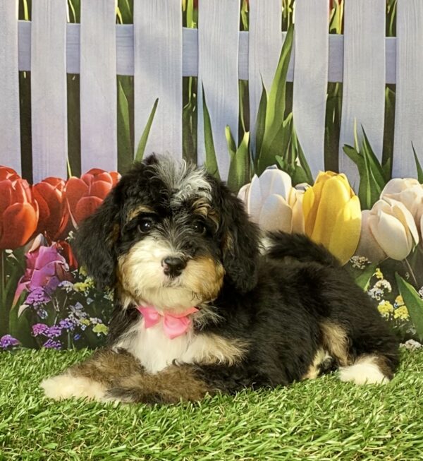 Photo of Ms. Sweetie the F2 Mini-Bernedoodle puppy