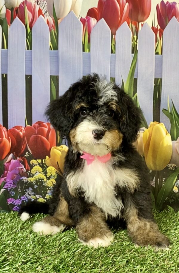 Photo of Ms. Sweetie the F2 Mini-Bernedoodle puppy