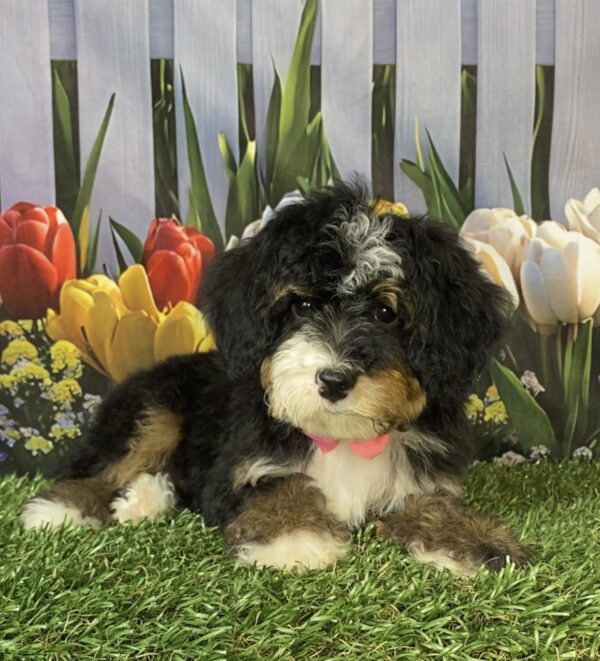 Photo of Ms. Sweetie the F2 Mini-Bernedoodle puppy