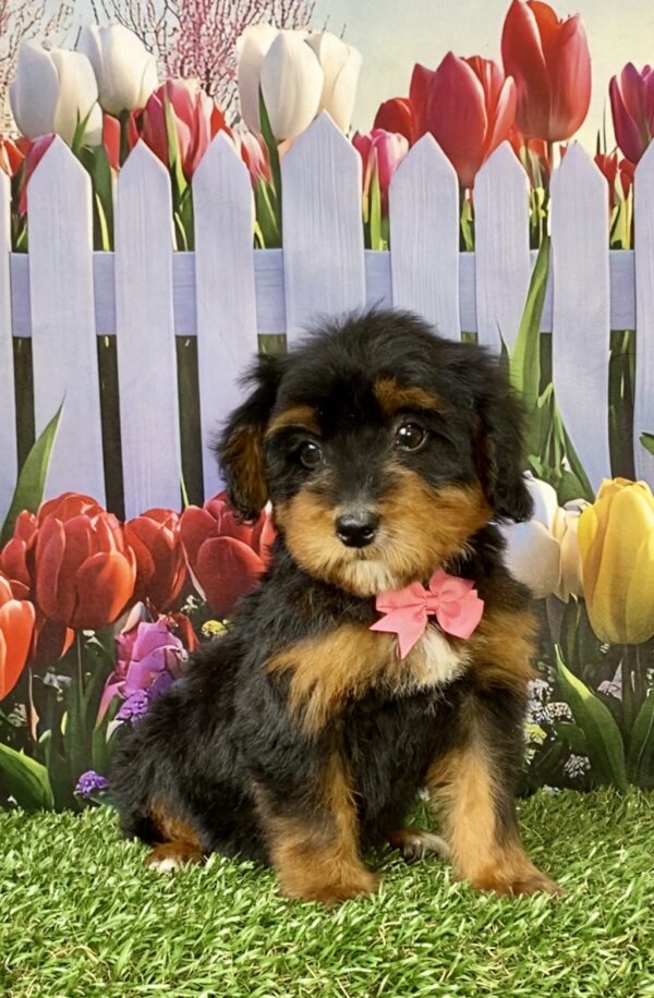 Photo of Ms. Tesla the Mini-Bernedoodle puppy