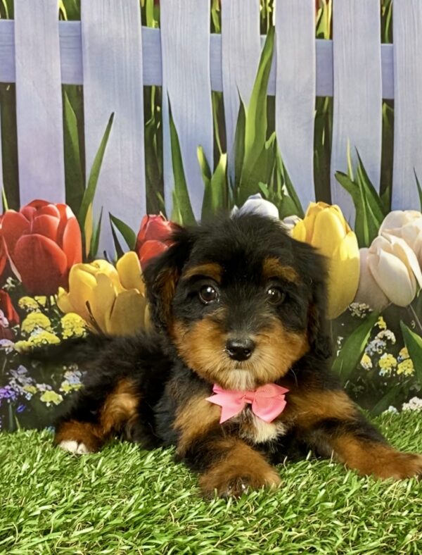 Photo of Ms. Tesla the Mini-Bernedoodle puppy