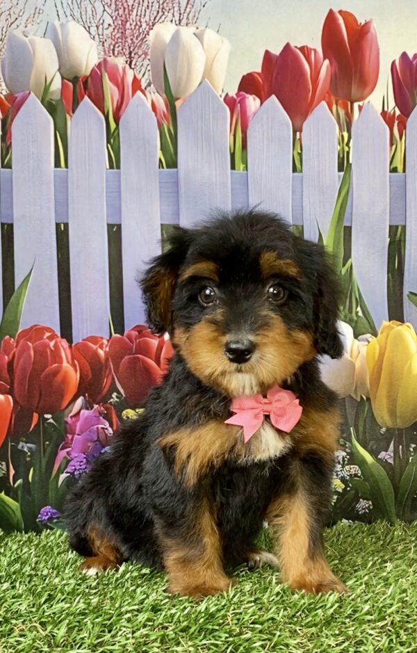Photo of Ms. Tesla the Mini-Bernedoodle puppy