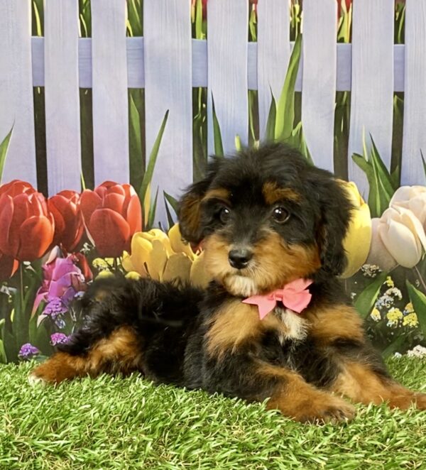 Photo of Ms. Tesla the Mini-Bernedoodle puppy