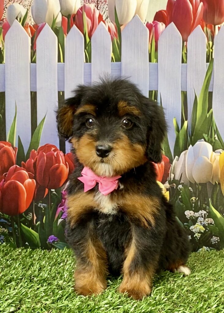 Photo of Ms. Tesla the Mini-Bernedoodle puppy